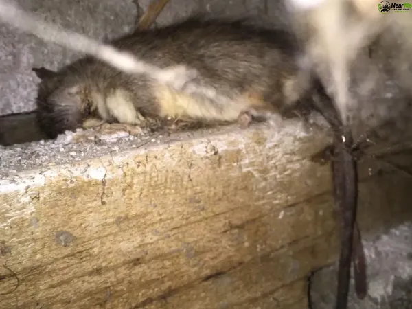 Dead Rat Removal Joyner